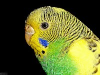 Papużka falista - barwa podstawowa